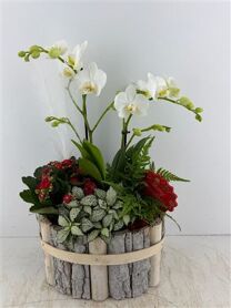 Arr (5) Beukenhout Ovaal Phal