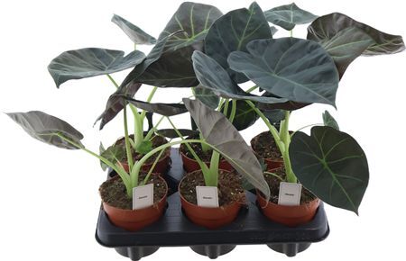 Alocasia Regal Shields