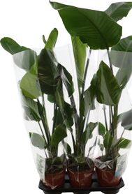 Strelitzia Nicolai 2pp