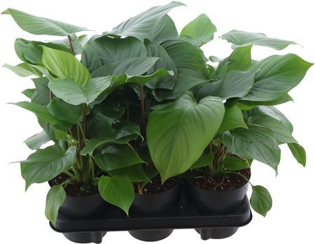 Homalomena Rub Maggy