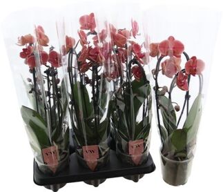 Phal Cas Oranje 2 Tak