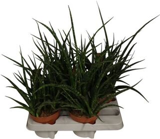 Sans Cyl Fernwood Punk