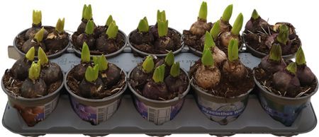 Hyacin Gem 4 Kl 3 Pp Basic