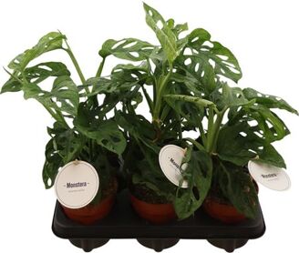 Monstera Adansonii Mint