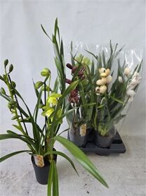 Cymbidium Gemengd 2 Tak
