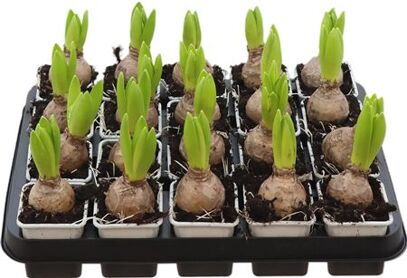 Hya A White Pearl 1pp