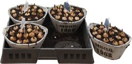 Arr Muscari Hout Ovaal