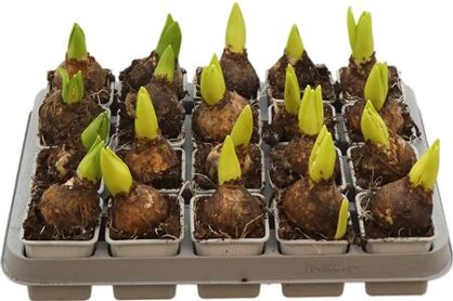 Hya A White Pearl 1pp