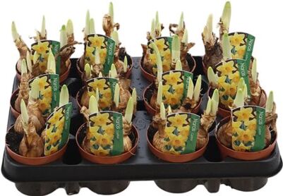 Narcis Grootkronige Grp Carlton