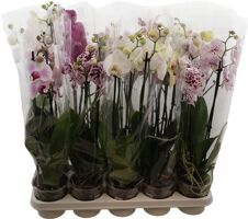 Phal Gemengd 3 Tak 6kl