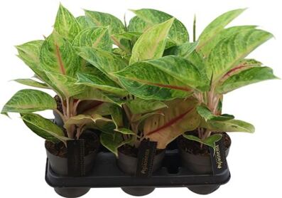 Aglaonema Iguana Red