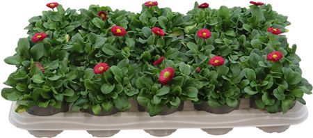 Bellis Speed Star Rood