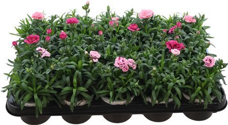 Dianthus Oscar Gemengd