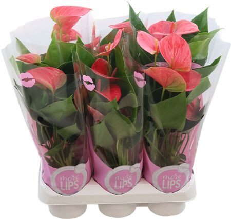 Anthu An Sweet Dream Morelips