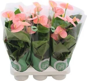 Anthu An Spirit Morelips