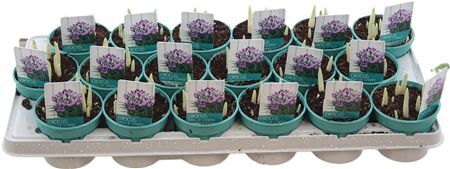 Crocus Vernus King Of Striped