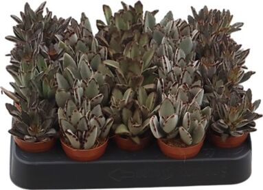 Kalanchoe Tomentosa Gemengd