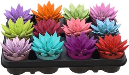 Echev Miranda Rainbow