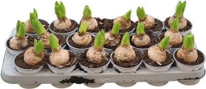 Hya A White Pearl 1pp