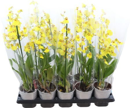 Oncidium Geel 1 Tak A2