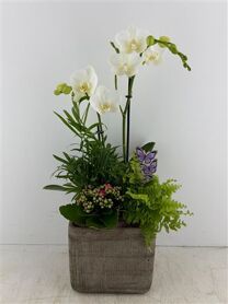 Arr (11) Phal Keram. Grijs