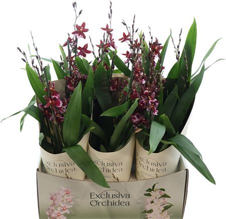 Burra Barrocco Red 10+ Tak Potcover