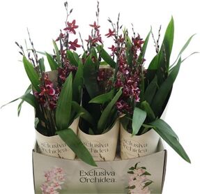 Burra Barrocco Red 10+ Tak Potcover