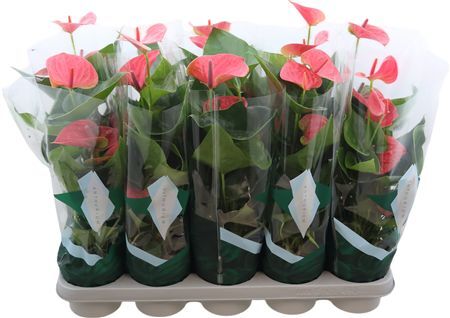 Anthu An Sweet Dream