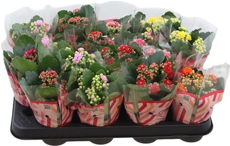 Kalan Mini Gev Gemengd 5kl