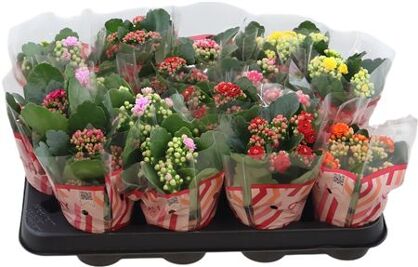 Kalan Mini Gev Gemengd 5kl