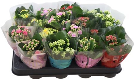 Kalan Mini Gev Gemengd Le Chic 5kl