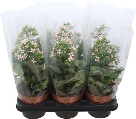 Kalanchoe Femini Pink Potcover