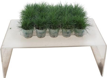 Festuca Gl Compacta Blue