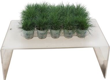Festuca Gl Compacta Blue
