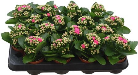 Kalan Mini Gev Roze Nando Pink