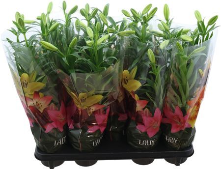 Lil La Summer Snow 3pp