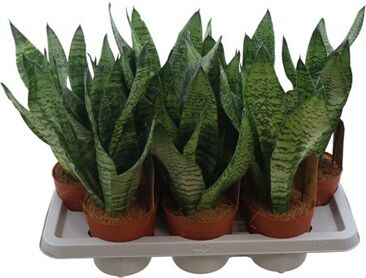 Sans Zeylanica Compacta