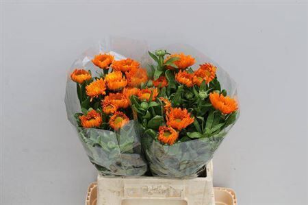 Calend Green Spot Or