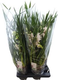 Cymbidium Ice Dance 7+ Tak