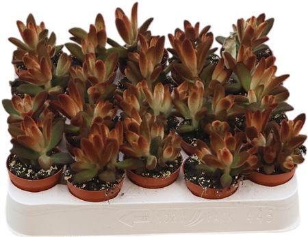 Kalanchoe Chocolate Soldier