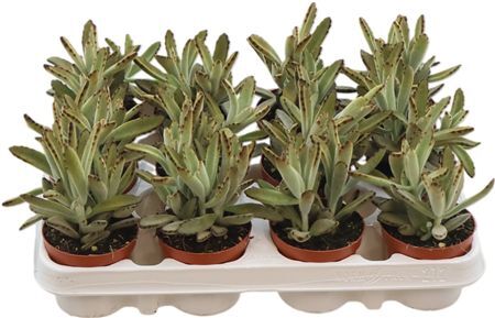 Kalanchoe Tomentosa Golden Girl