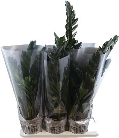 Zamio Zamiifolia Super Nova 6+