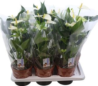 Anthu An Adios Pristino (new)