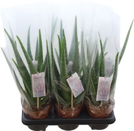 Aloe Vera Barbadensis