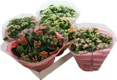 Kalanchoe Double Mix In Sv.coloursl