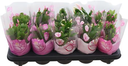 Schlumb Gemengd 30 Knop