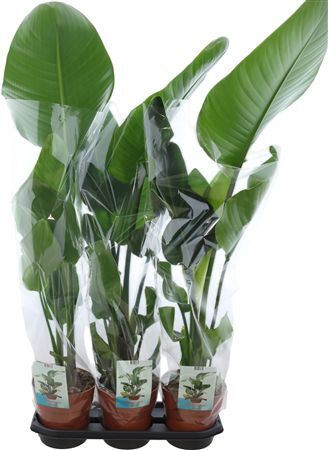 Strelitzia Nicolai 2pp