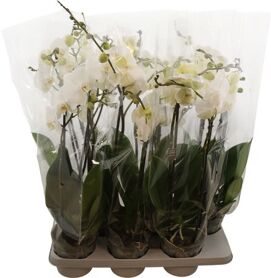 Phal King White 3 Tak Xl