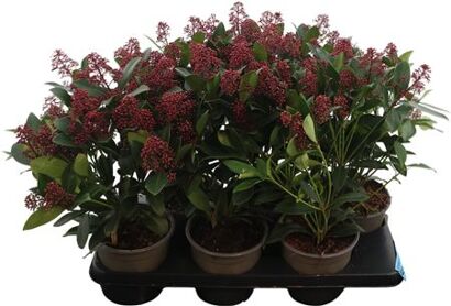 Skimmia Jap Rubella 20+
