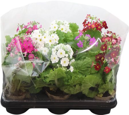 Primula Malacoides Gemengd